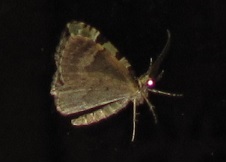 Colostygia pectinataria, Geometridae